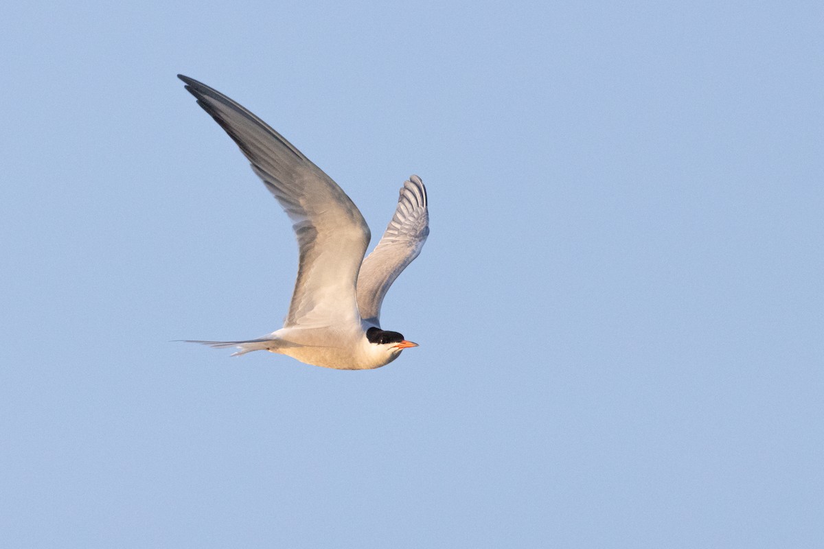 Common Tern - ML357062691