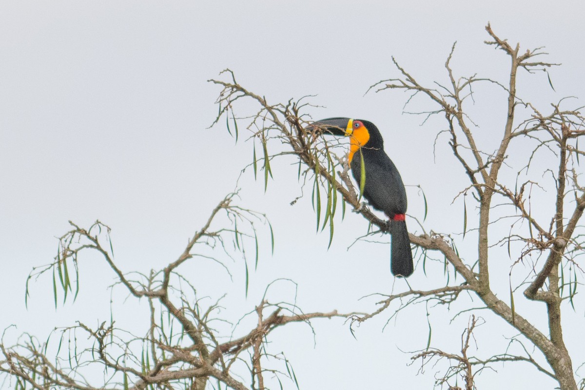 Channel-billed Toucan - ML35706281