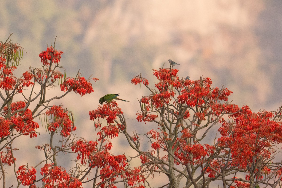 Blue-winged Macaw - ML35706291