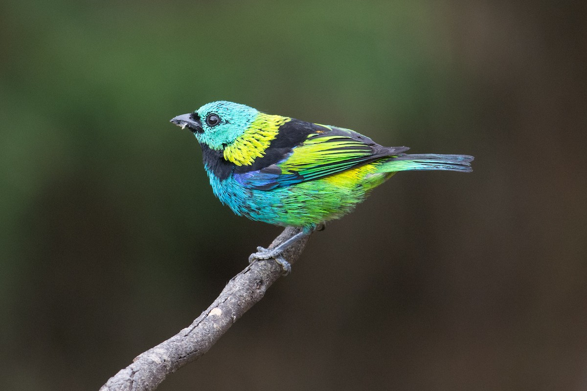 Green-headed Tanager - Hudson - BirdsRio