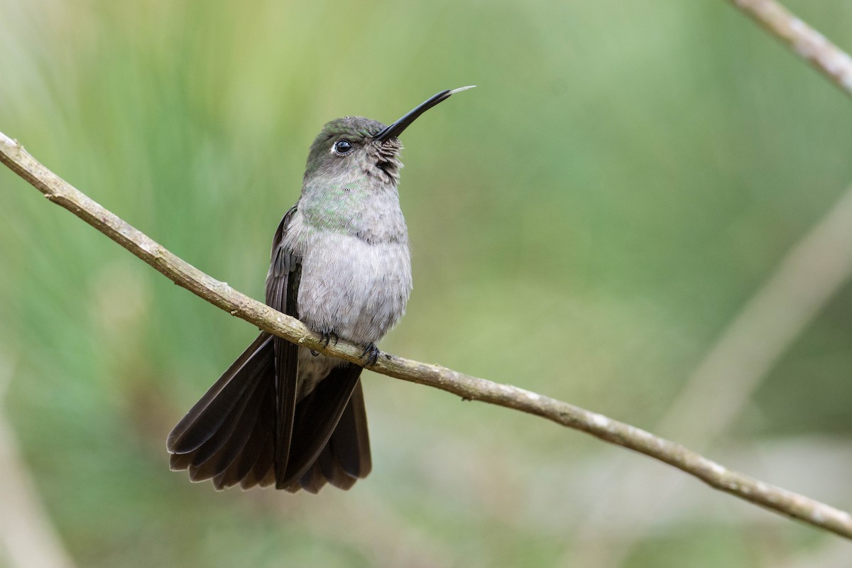 Sombre Hummingbird - Hudson - BirdsRio