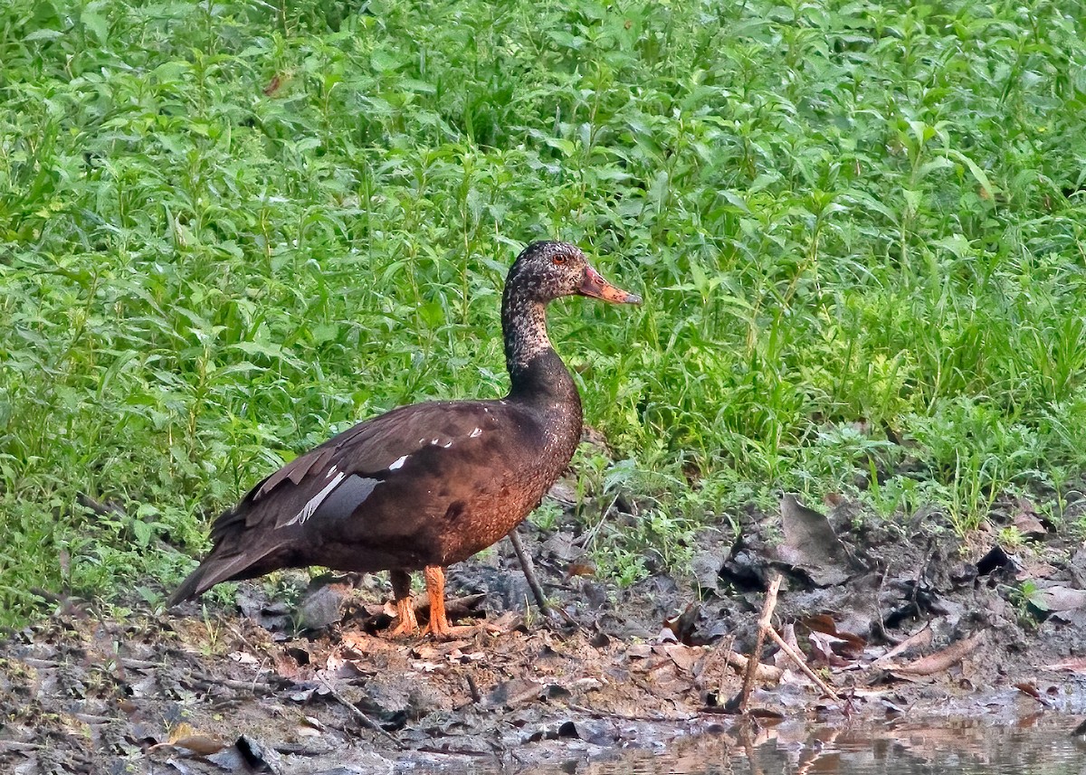 White-winged Duck - ML357065221