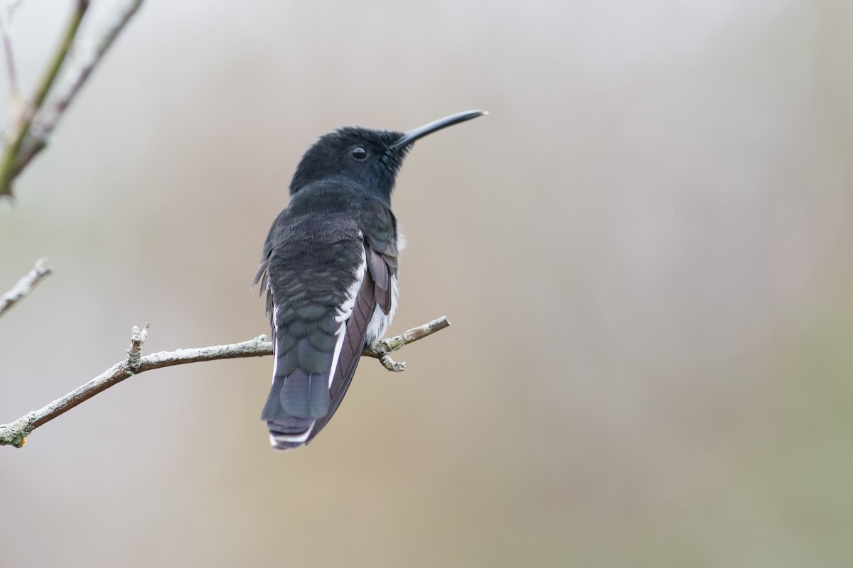 kolibřík černobílý - ML35706531