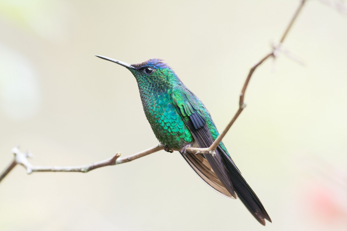 kolibřík fialovotemenný - ML35706551