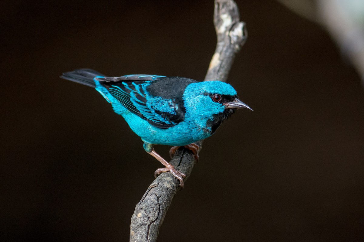 Blue Dacnis - Hudson - BirdsRio