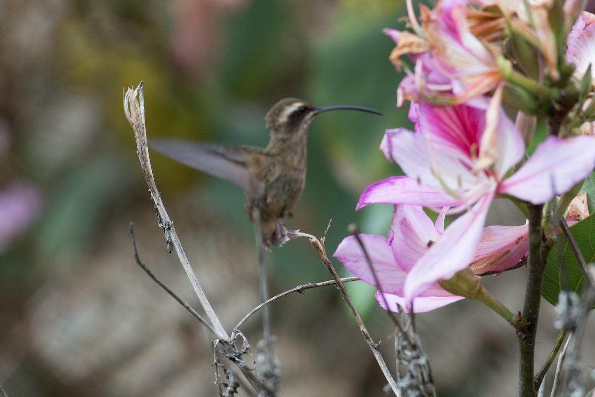 kolibřík temnohrdlý - ML35706671