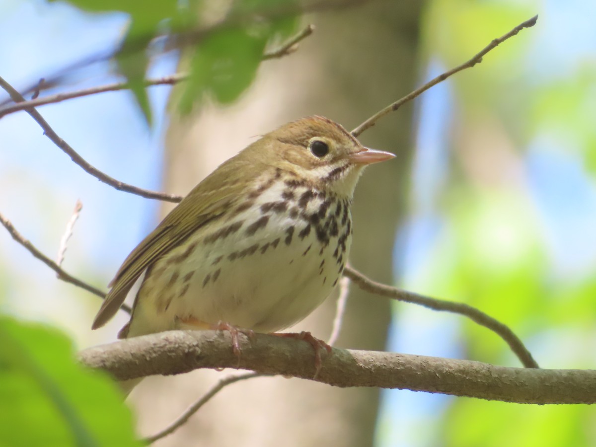 Ovenbird - ML357067061