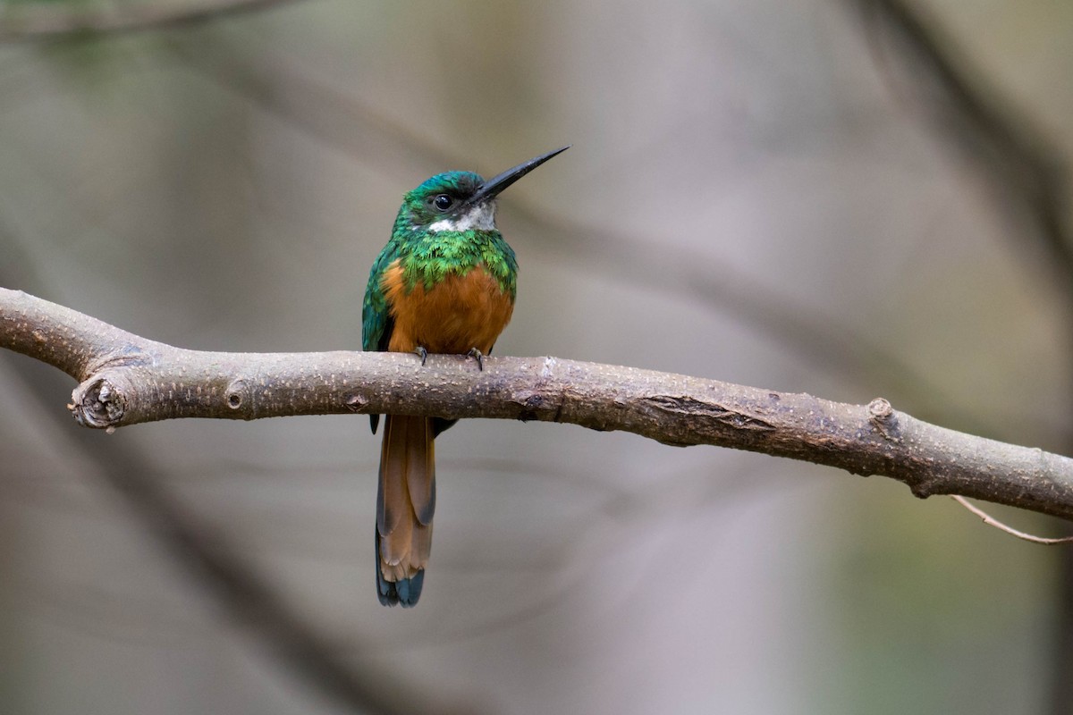 Rufous-tailed Jacamar - Hudson - BirdsRio