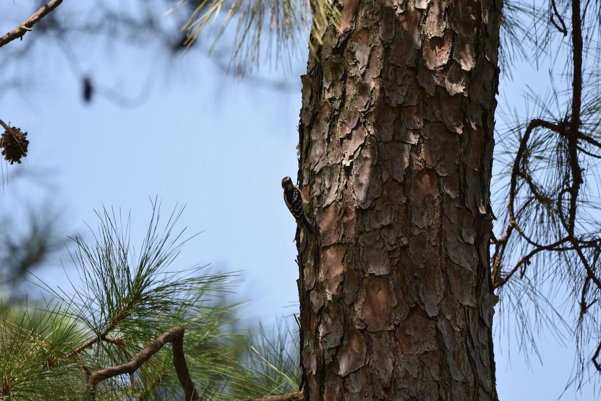 Downy Woodpecker - ML357070081