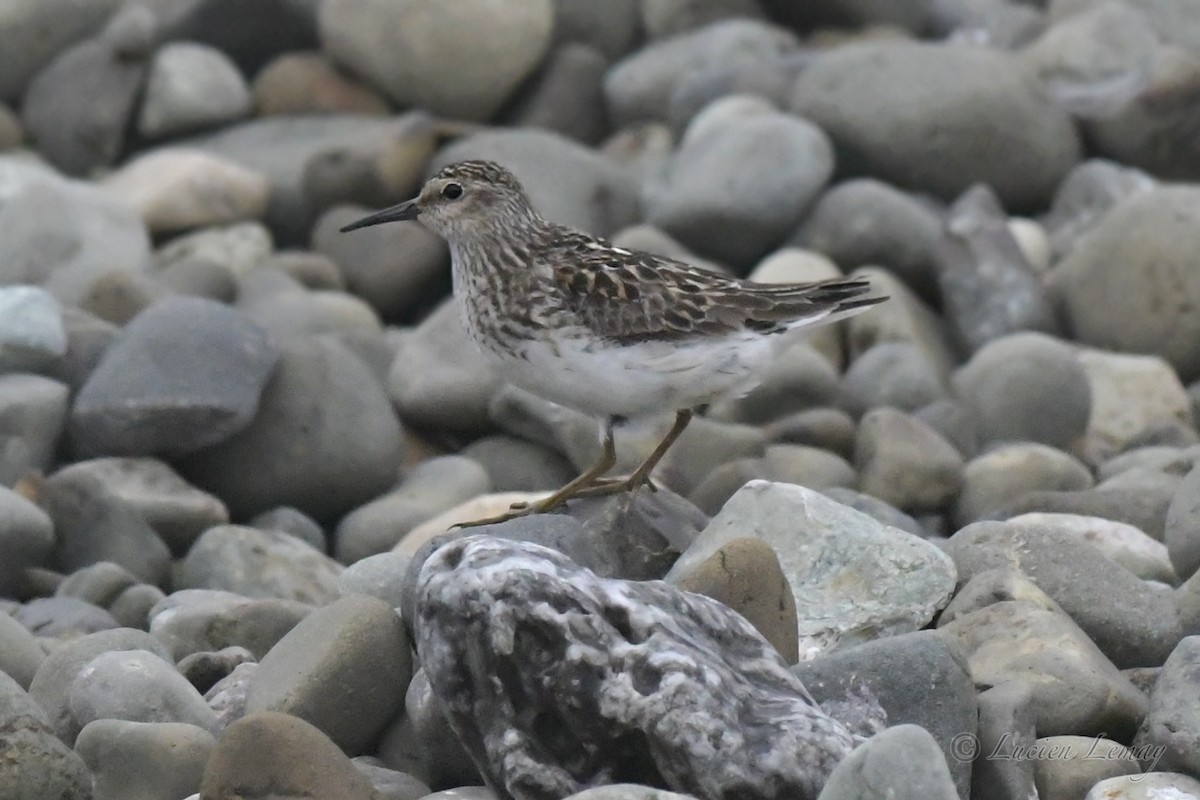 Least Sandpiper - ML357070141