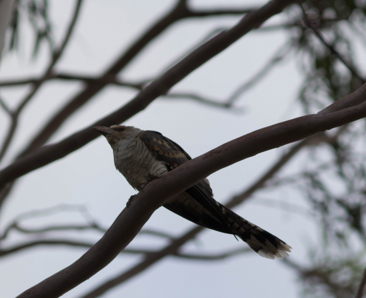 Channel-billed Cuckoo - ML35707081