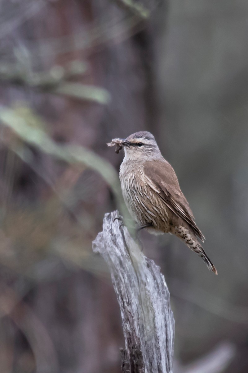 Brown Treecreeper - ML35707151