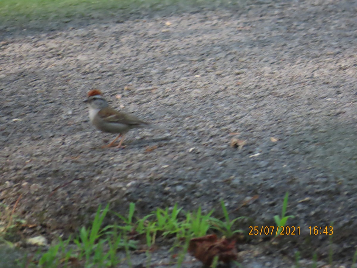 Chipping Sparrow - ML357073201