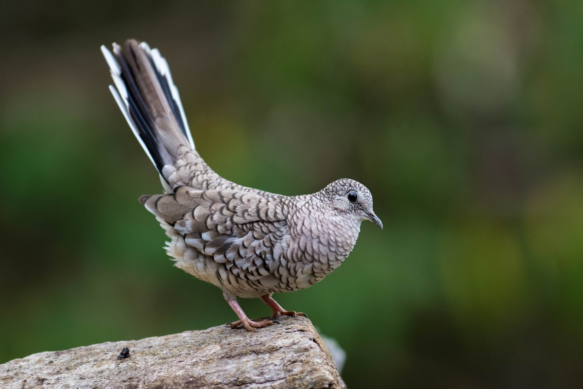 Scaled Dove - Hudson - BirdsRio