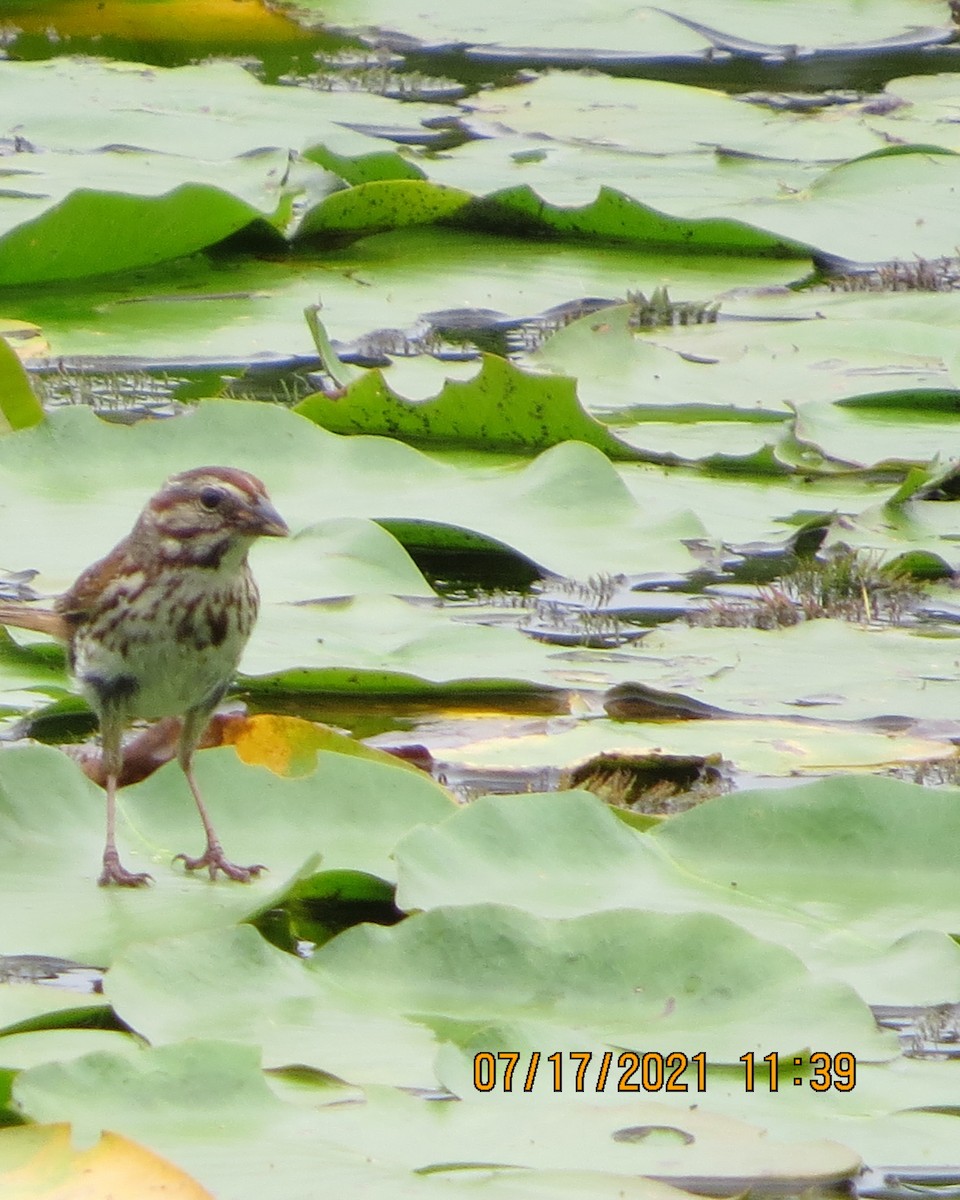 Song Sparrow - Deb Muzzy