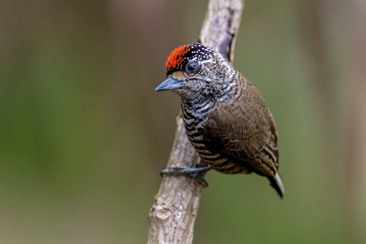 White-barred Piculet - Hudson - BirdsRio