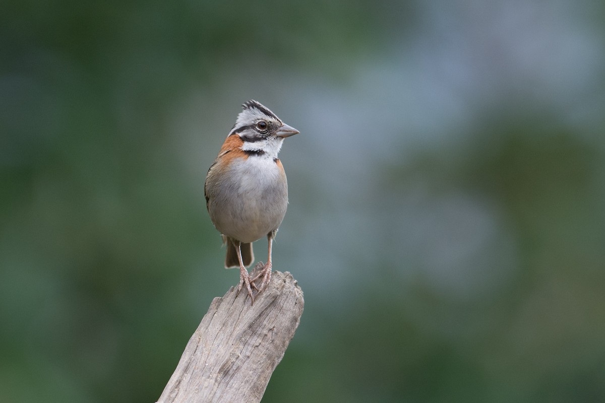 Rufous-collared Sparrow - Hudson - BirdsRio