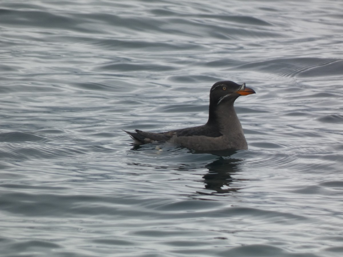 Rhinoceros Auklet - Ethan  Greenberg