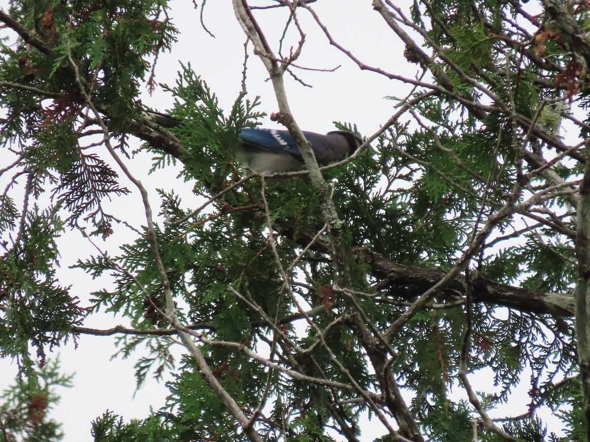 Blue Jay - ML357076081