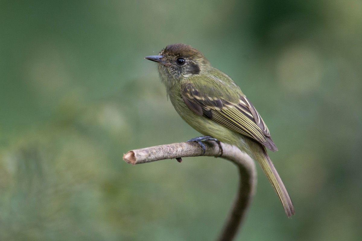 Sepia-capped Flycatcher - Hudson - BirdsRio