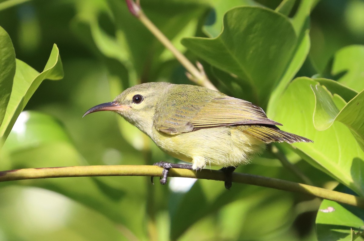 Little Green Sunbird - Marc Languy