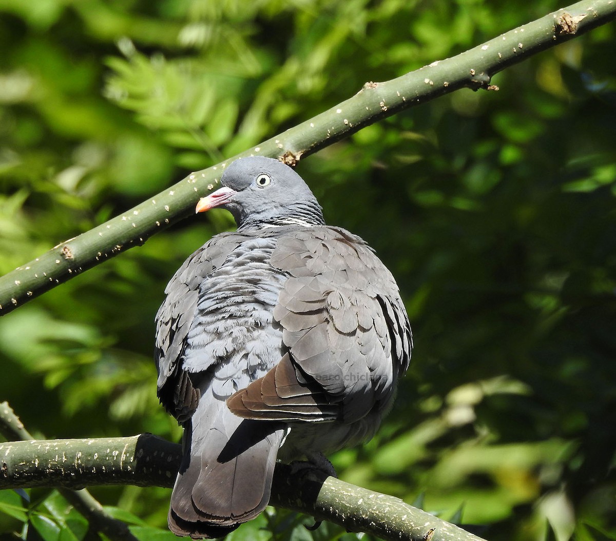 Common Wood-Pigeon - ML357080611