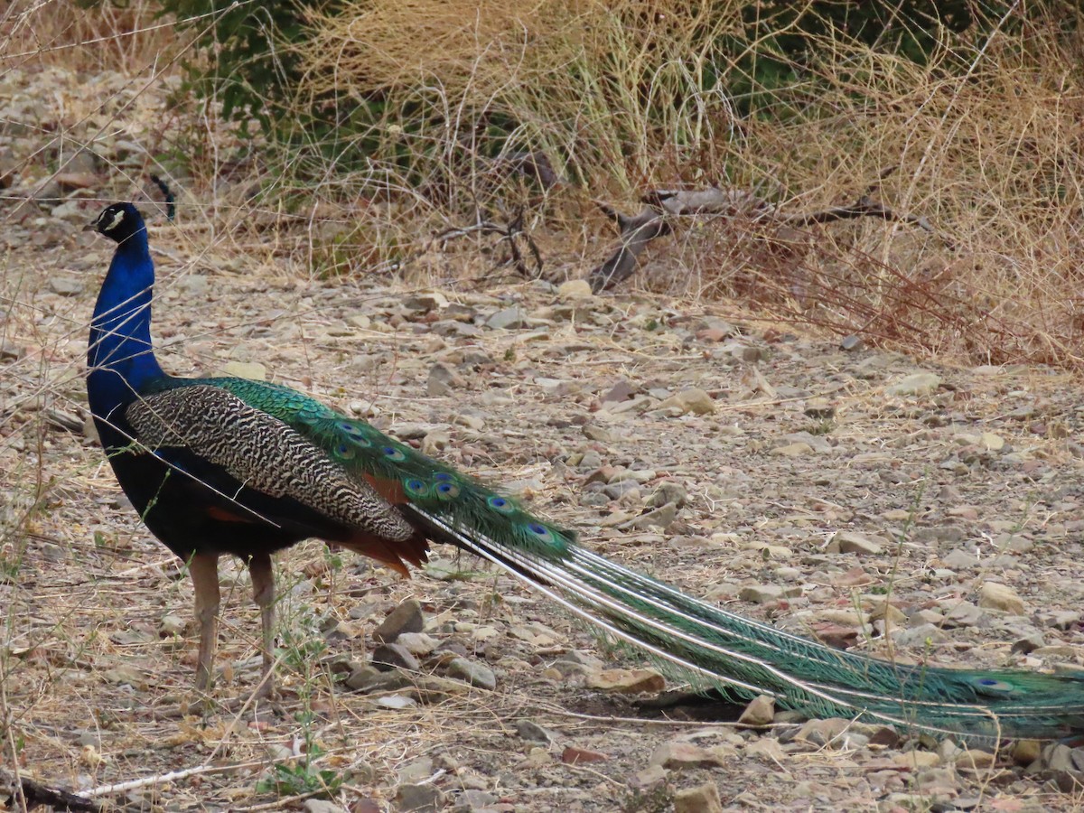 Indian Peafowl (Domestic type) - ML357080811