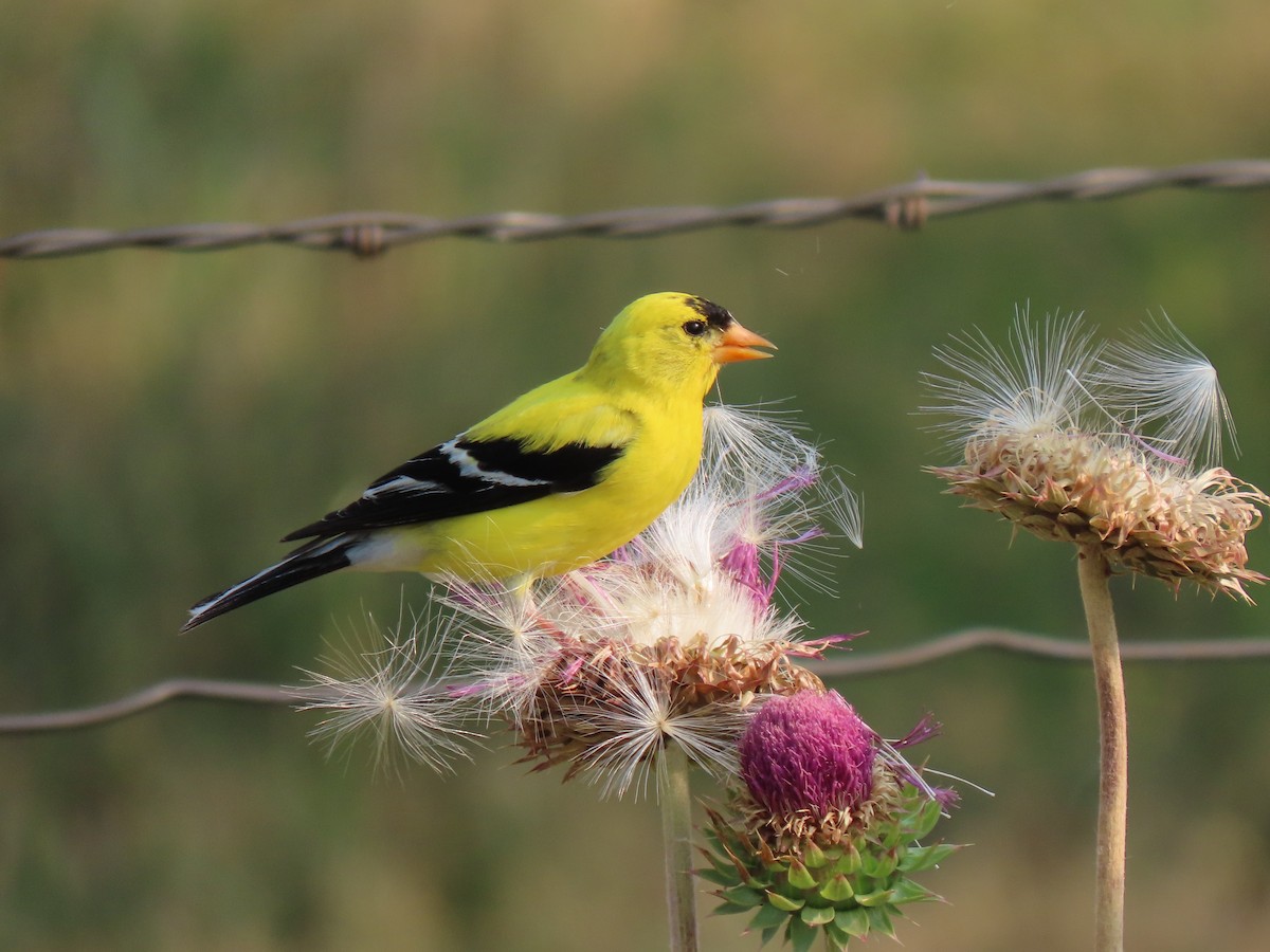 American Goldfinch - Del Nelson