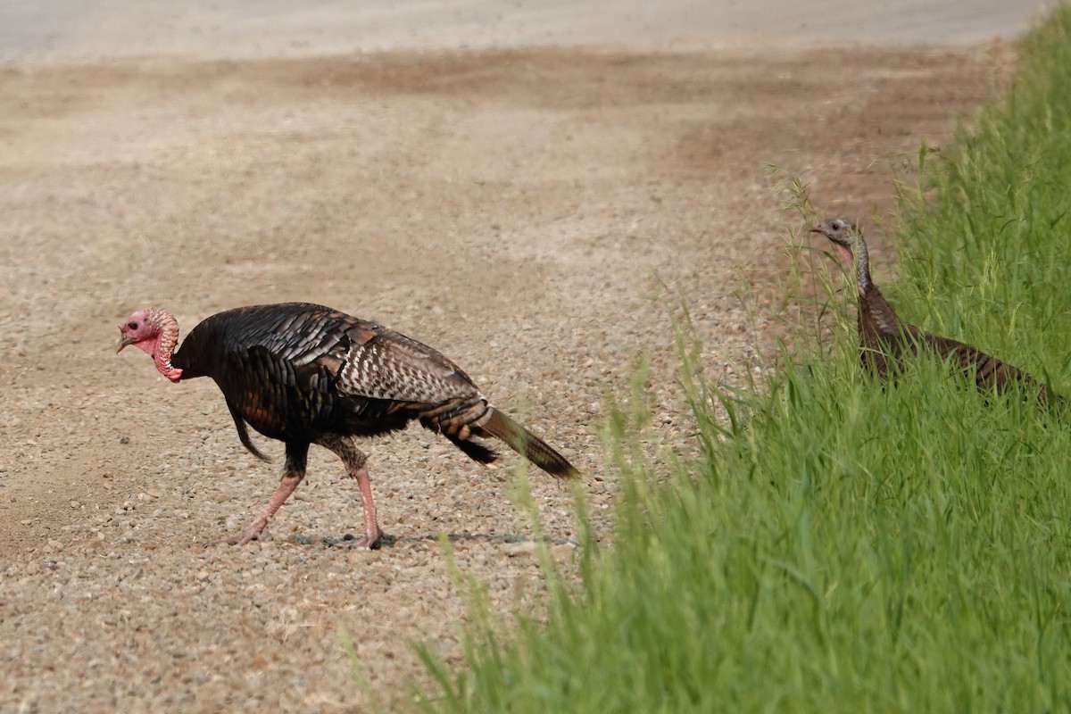 Guajolote Gallipavo - ML357082171