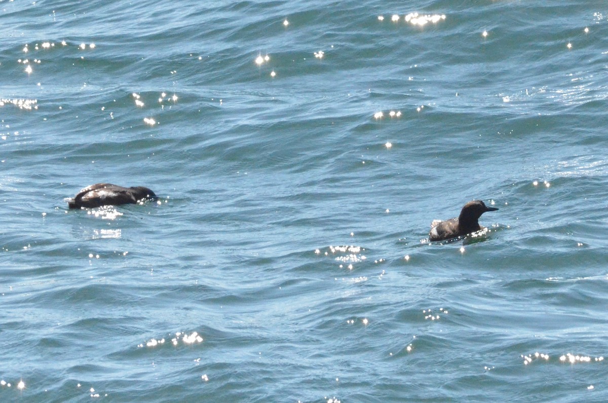 Pigeon Guillemot - Roshan Vignarajah