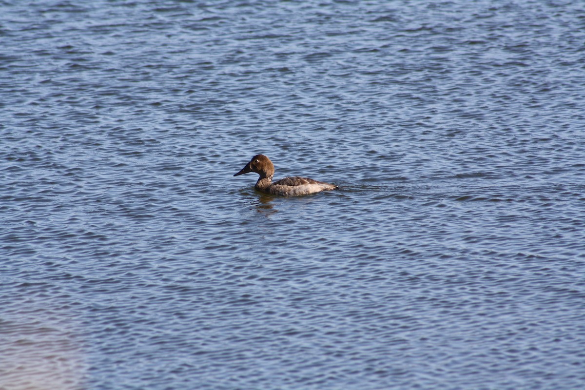 Canvasback - ML35708351