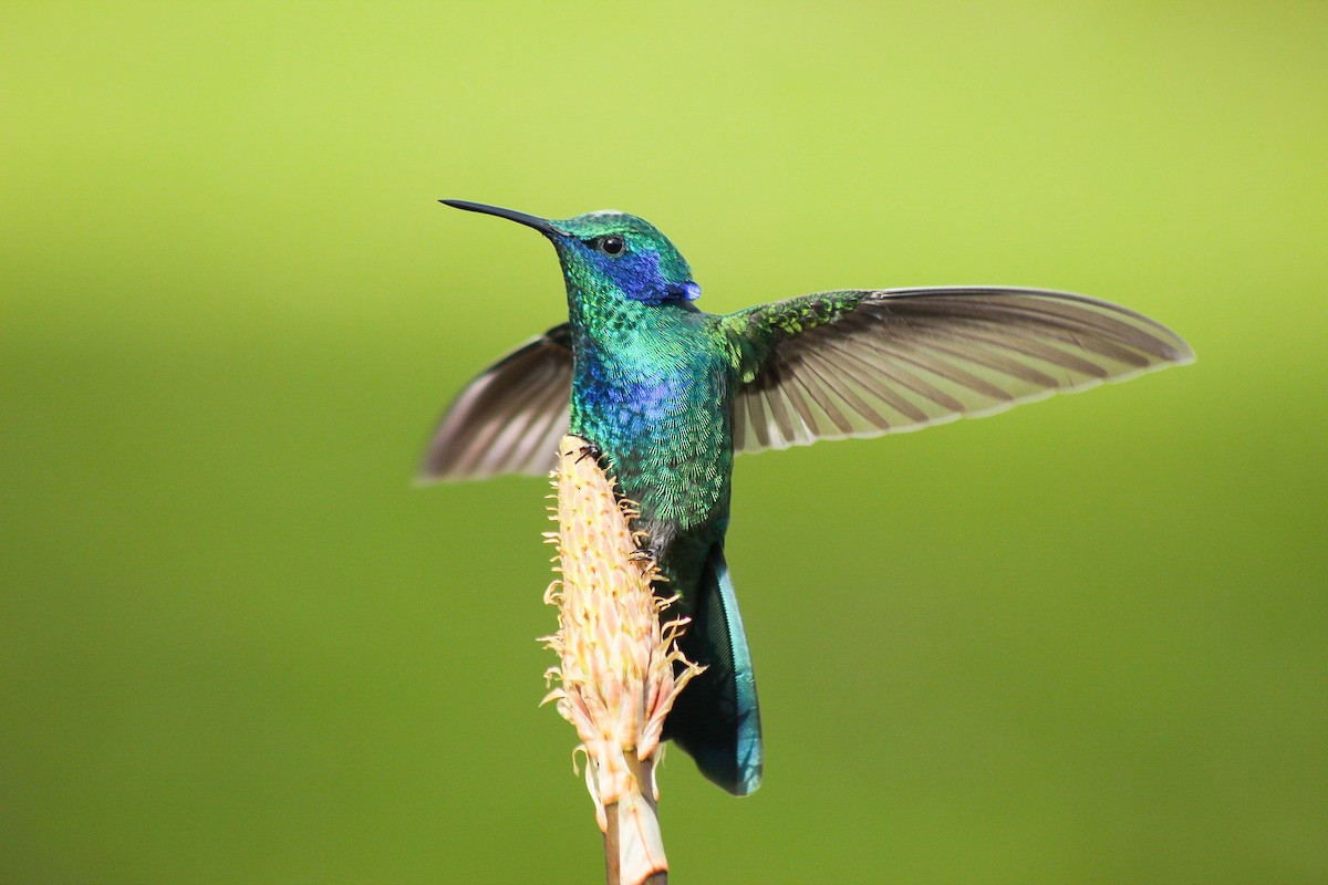 Mexican Violetear - ML357085071