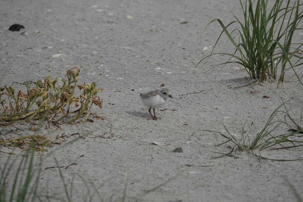 Piping Plover - ML357085501