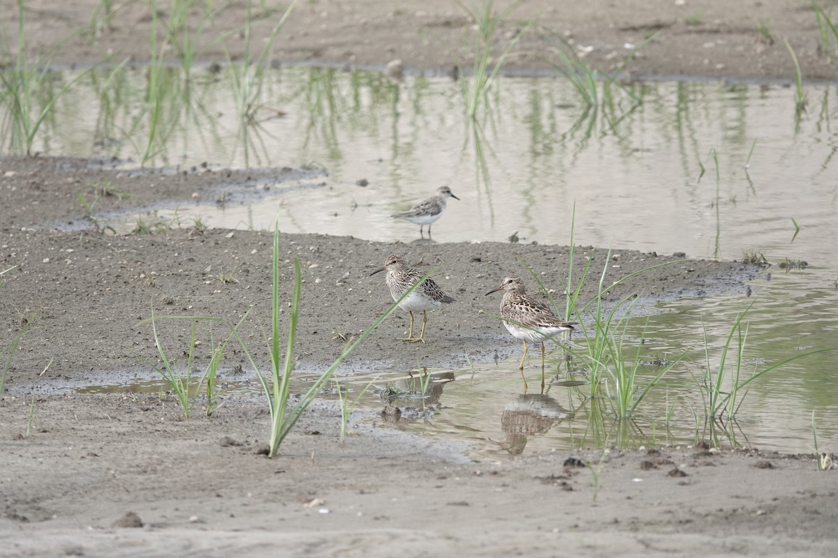 Pectoral Sandpiper - ML357085561