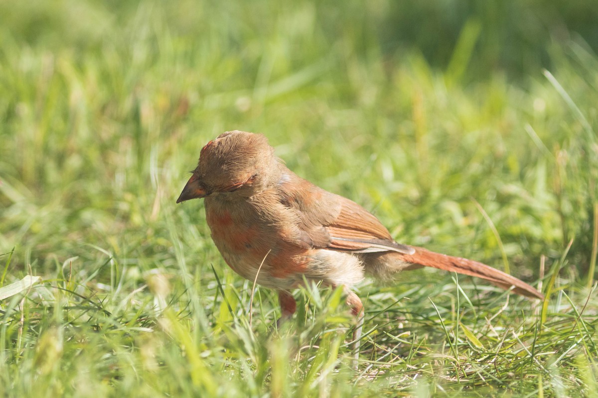 Northern Cardinal - Miriam Baril