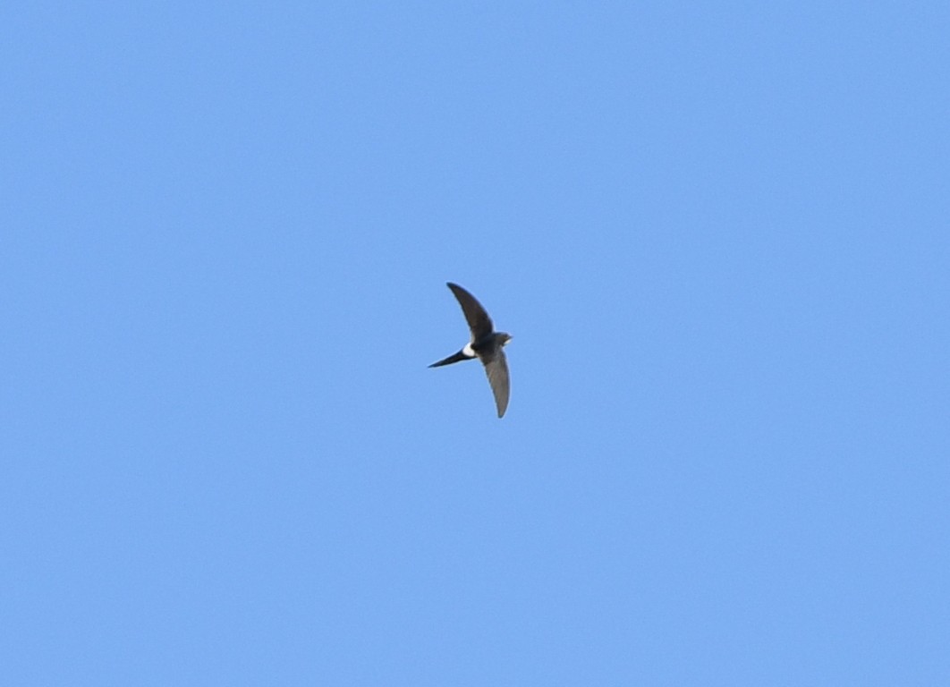 White-rumped Swift - ML357086791