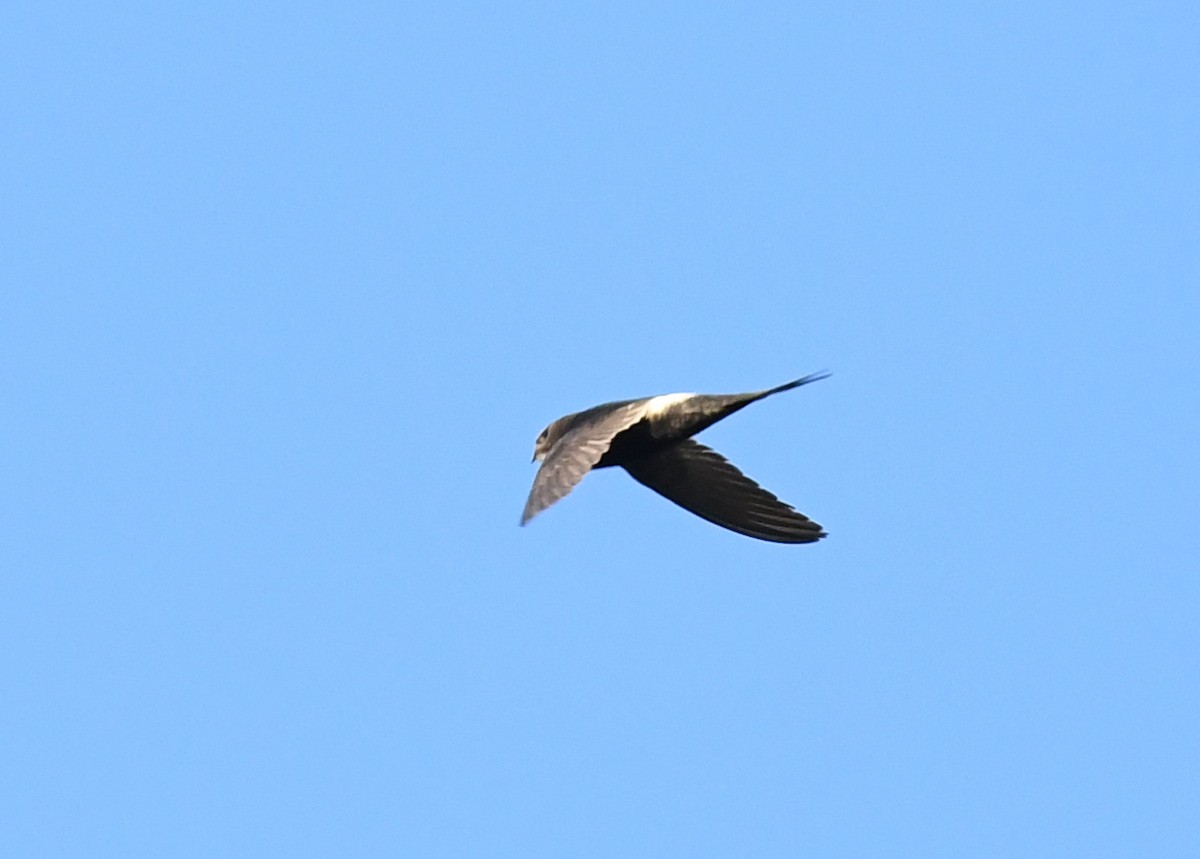 White-rumped Swift - ML357086801