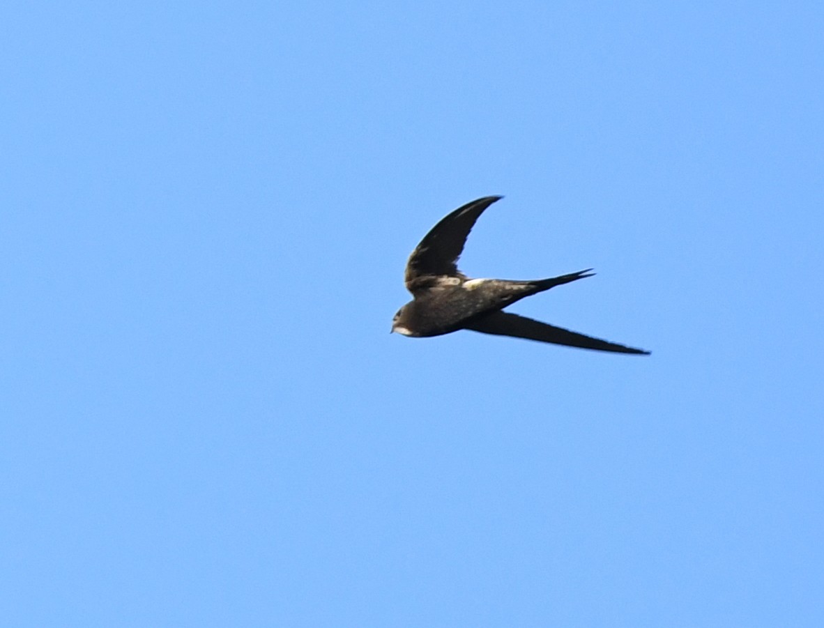 White-rumped Swift - ML357086811