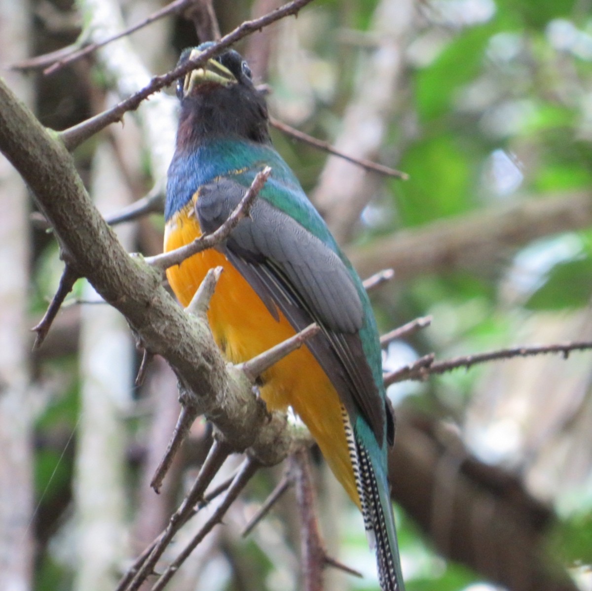 Atlantic Black-throated Trogon - ML357087031