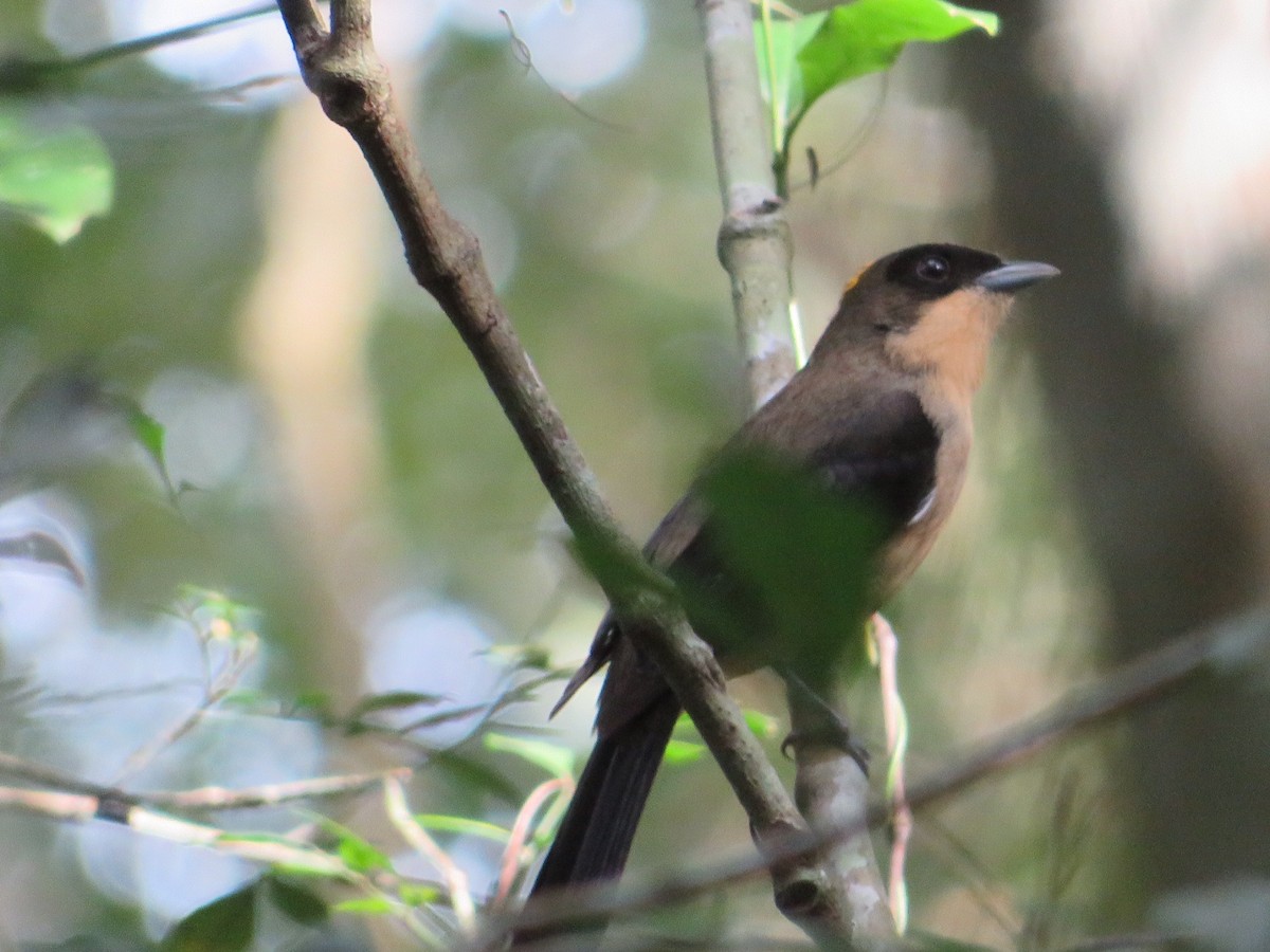 Black-goggled Tanager - ML357087141