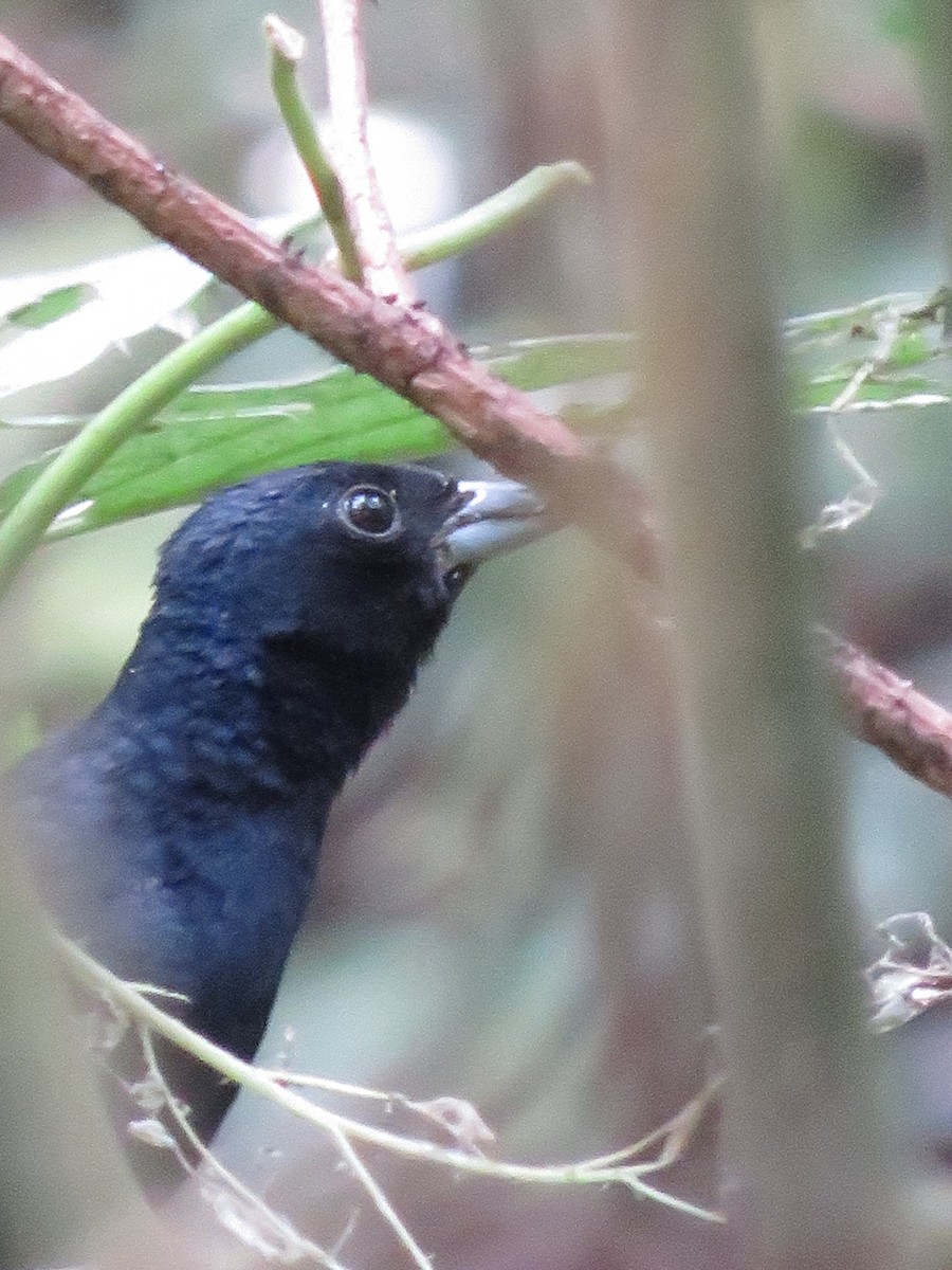 Ruby-crowned Tanager - ML357087411