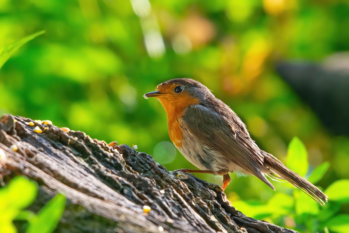 European Robin - ML357088171