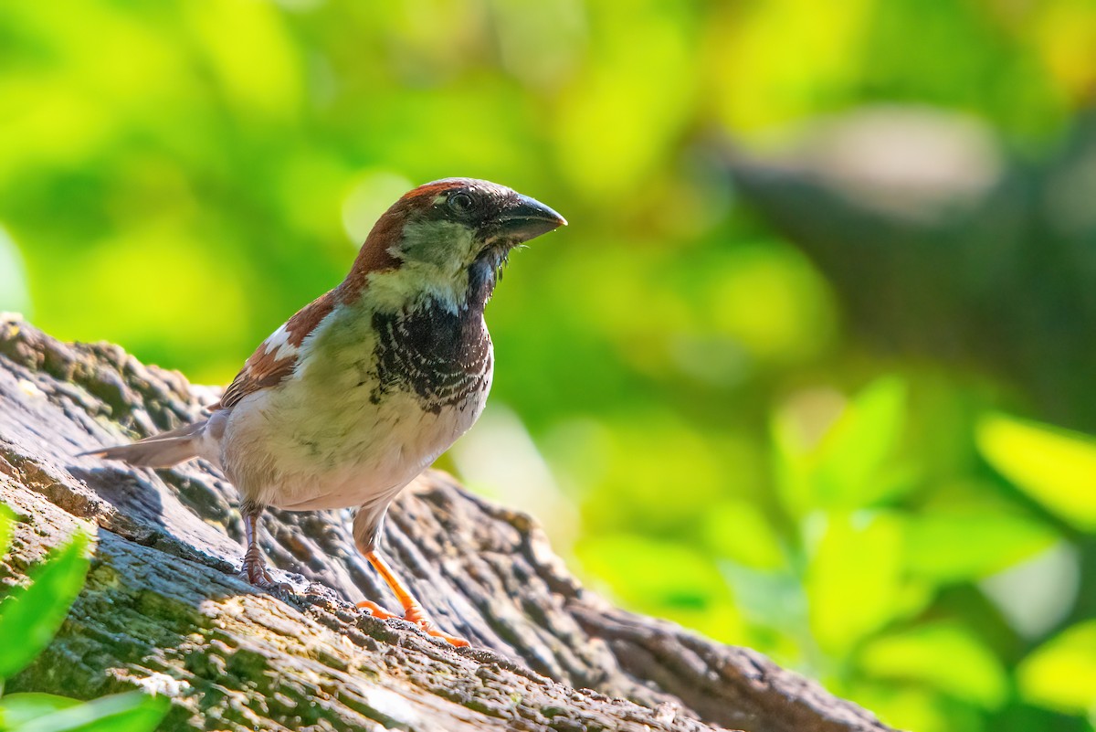 House Sparrow - Jaap Velden