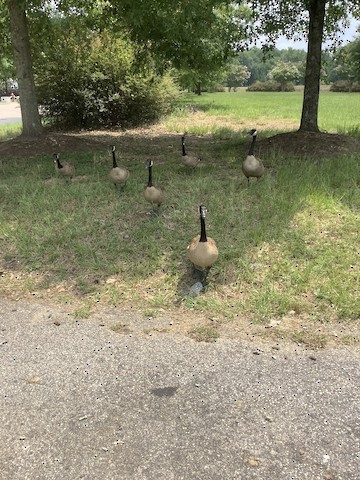 Canada Goose - ML357088341