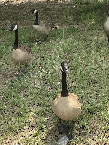 Canada Goose - ML357088351