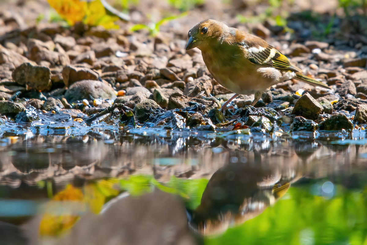 Common Chaffinch - Jaap Velden