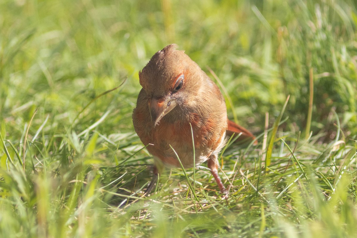 Cardinal rouge - ML357088841