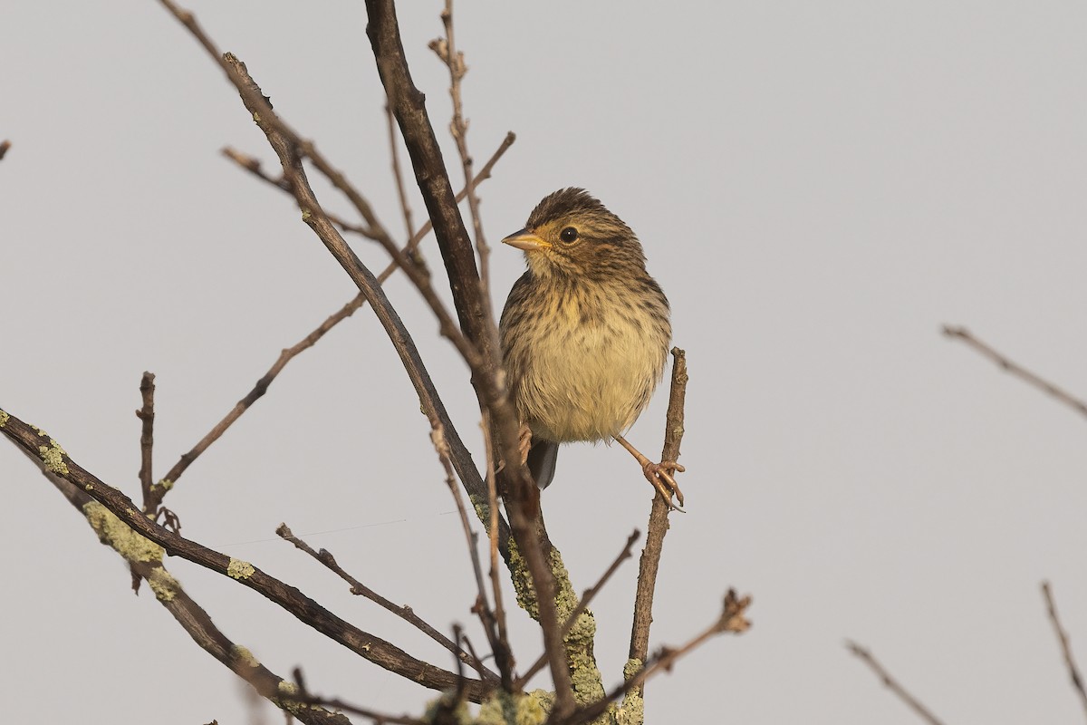 Lincoln's Sparrow - Greg Bodker