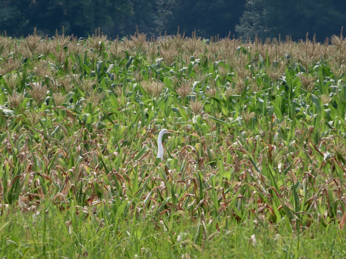 Great Egret - ML357090861