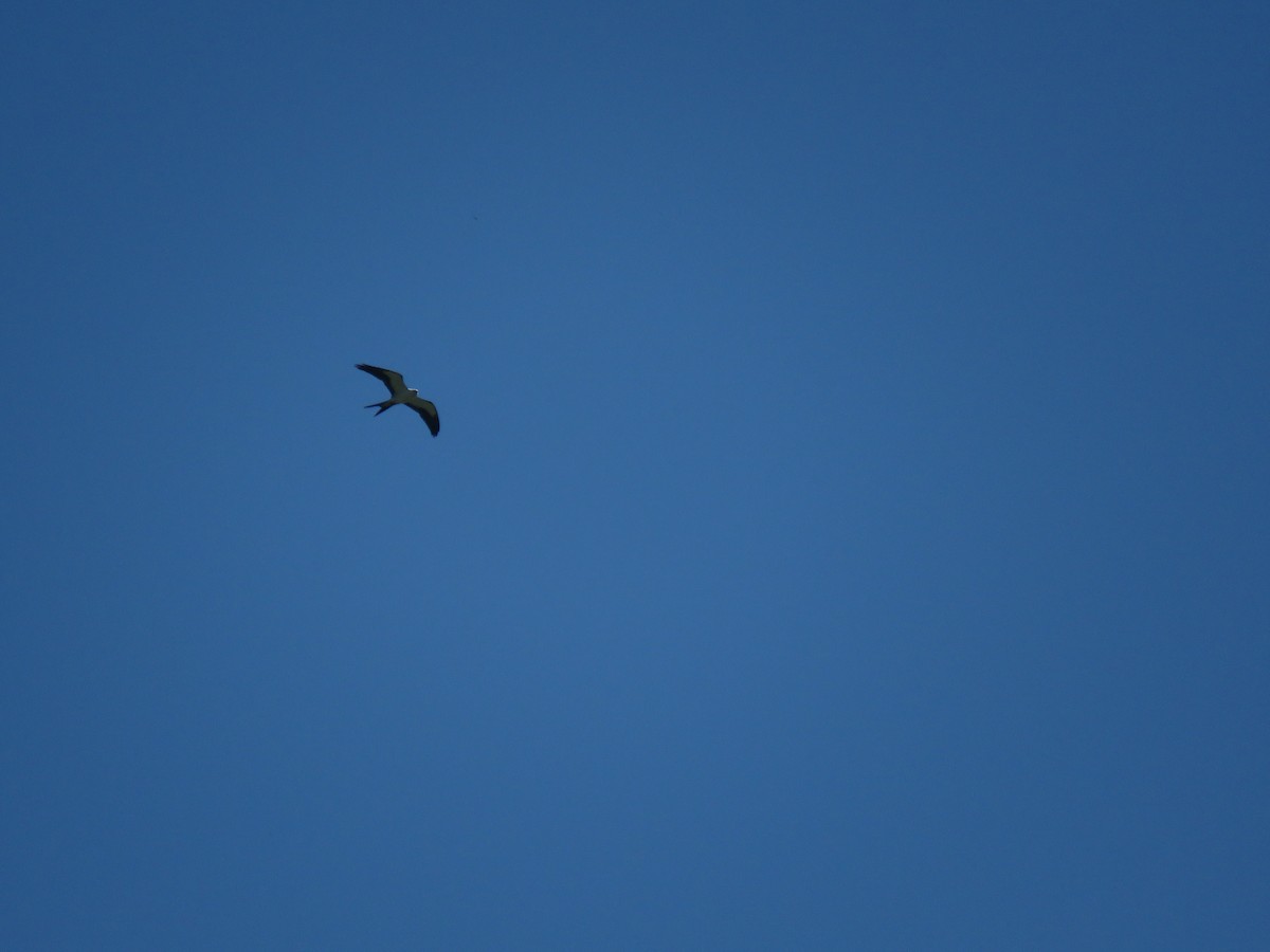 Swallow-tailed Kite - ML357091541